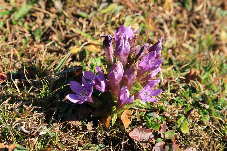 IMG_0099-deutscher-enzian-erlbergkopf-schwarzenberg