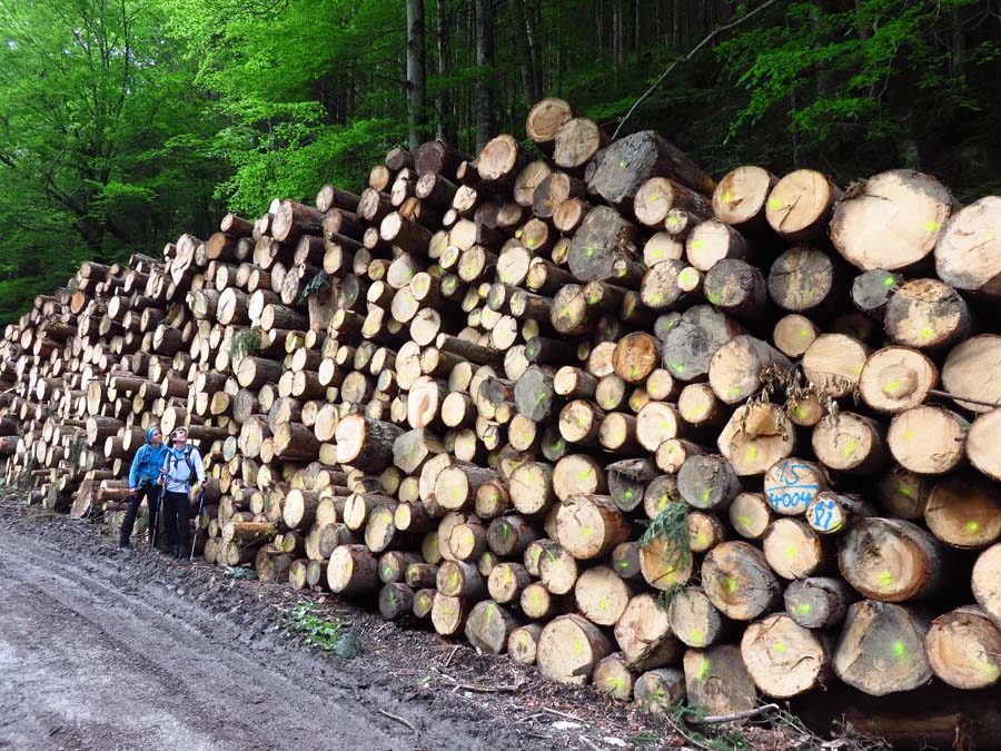 IMG_0624-Holzstapel-heigelkopf-zwieselberg