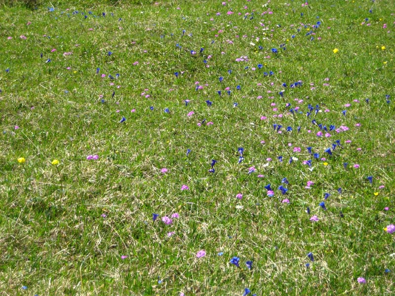 IMG_1273-Frühlingswiese