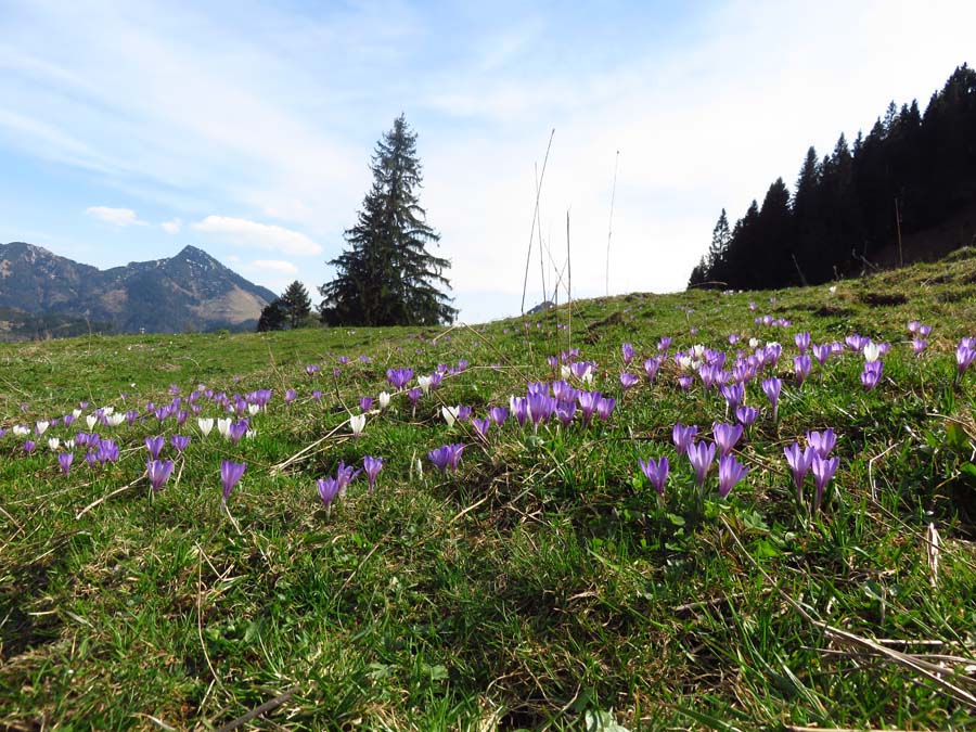IMG_5463-Krokusse-Spitzstein-heuberg-wasserwand