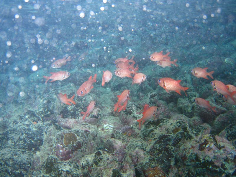 Malediven-Fihalhohi-0221-Soldatenfisch
