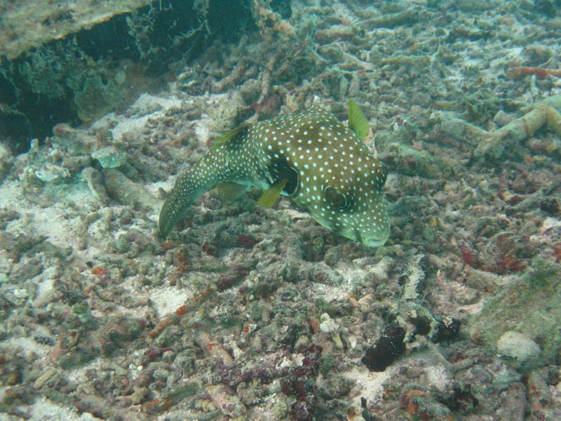 Malediven-Fihalhohi-0232-Kofferfisch