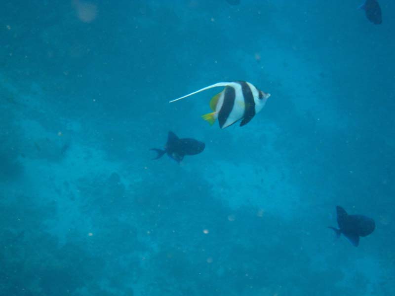 Malediven-Fihalhohi-0276-Riff-Wimpelfisch