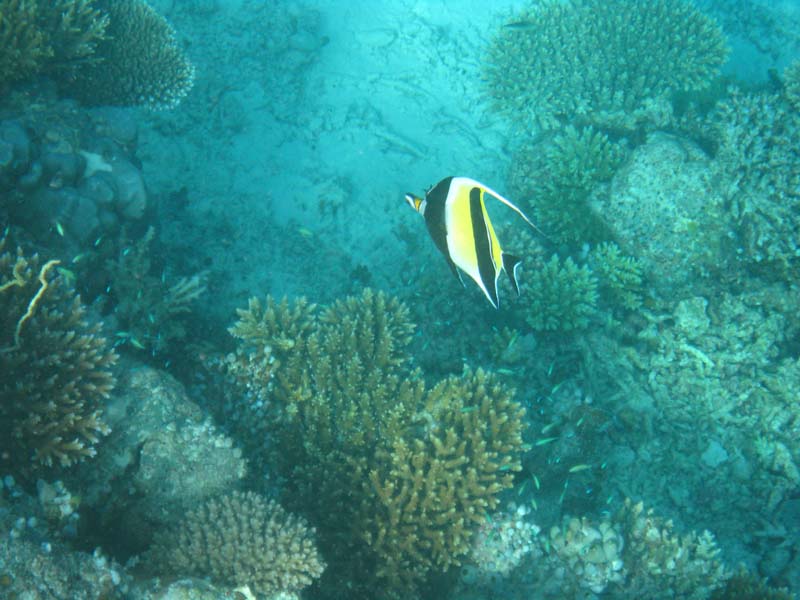 Malediven-Fihalhohi-0278-Halfterfisch