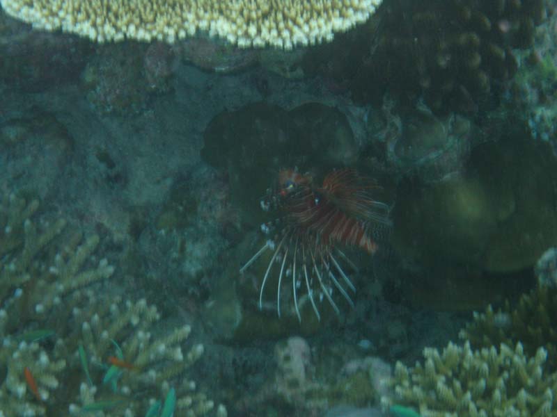 Malediven-Fihalhohi-0324-Rotfeuerfisch