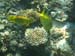 Malediven-Fihalhohi-0284-Korallen-Kaninchenfisch