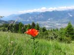 IMG_6429-Alpenlilie-Gardasee-monte-stivo-gardasee