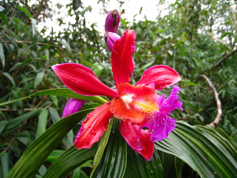 PBC-0774-Orchidee