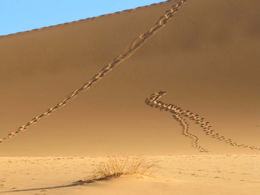 Sahara-Algerien-0749-Spuren