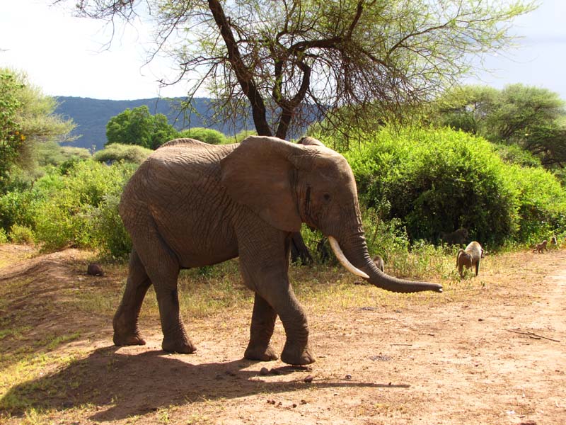 Tansania-0506-Elefant
