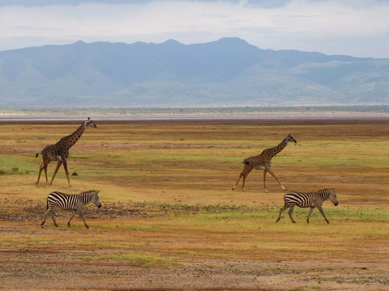 Tansania-0518-Giraffen