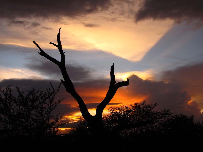 Tansania-0595-Serengeti