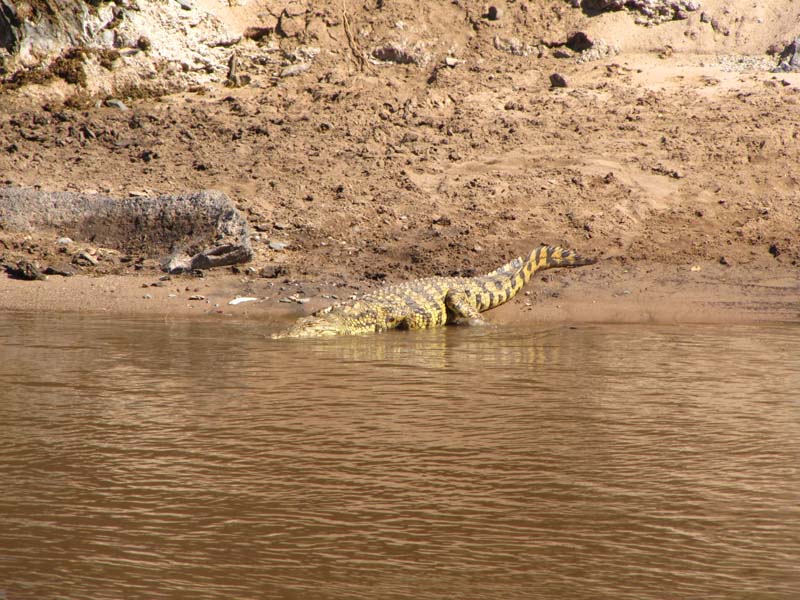 Tansania-0618-Krokodil
