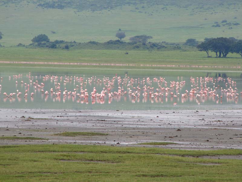 Tansania-0743-Flamingos