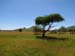 Tansania-0624-Serengeti