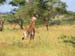 Tansania-0678-Baby-Giraffe