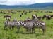 Tansania-0773-Zebras